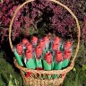 Складной зонт «Тюльпан», красный