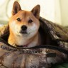 Надувной коврик Static V Realtree Camo, камуфляж