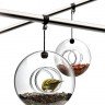 Кормушка для птиц Bird Feeder, подвесная, прозрачная